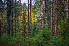 Aberfoyle-29-10-2025-ERWilson