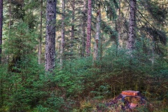 Aberfoyle-29-10-2025-ERWilson