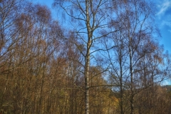 Aberfoyle-29-10-2025-ERWilson