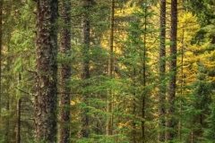 Aberfoyle-29-10-2025-ERWilson