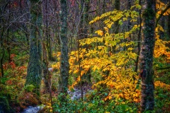 Aberfoyle-29-10-2025-ERWilson