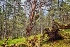 1000088775-Black-Wood-Rannoch-ER-Wilson-01-05-2026