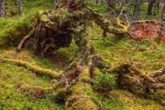 1000088784-Black-Wood-Rannoch-ER-Wilson-01-05-2026