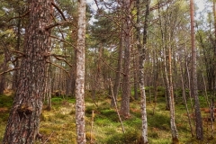 1000088803-Black-Wood-Rannoch-ER-Wilson-01-05-2026