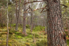 1000088804-Black-Wood-Rannoch-ER-Wilson-01-05-2026