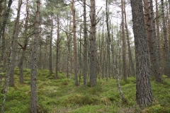 DSC02995-Black-Wood-Rannoch-ER-Wilson-01-05-2026