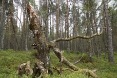 DSC03000-Black-Wood-Rannoch-ER-Wilson-01-05-2026