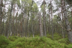 DSC03003-Black-Wood-Rannoch-ER-Wilson-01-05-2026