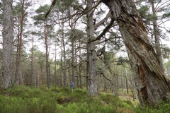 DSC03011-Black-Wood-Rannoch-ER-Wilson-01-05-2026