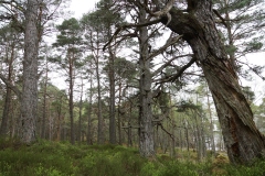 DSC03015-Black-Wood-Rannoch-ER-Wilson-01-05-2026