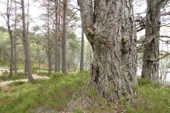 DSC03017-Black-Wood-Rannoch-ER-Wilson-01-05-2026