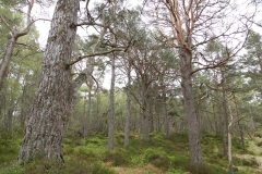 DSC03020-Black-Wood-Rannoch-ER-Wilson-01-05-2026