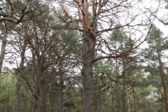 DSC03022-Black-Wood-Rannoch-ER-Wilson-01-05-2026