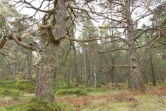 DSC03025-Black-Wood-Rannoch-ER-Wilson-01-05-2026