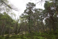 DSC03028-Black-Wood-Rannoch-ER-Wilson-01-05-2026